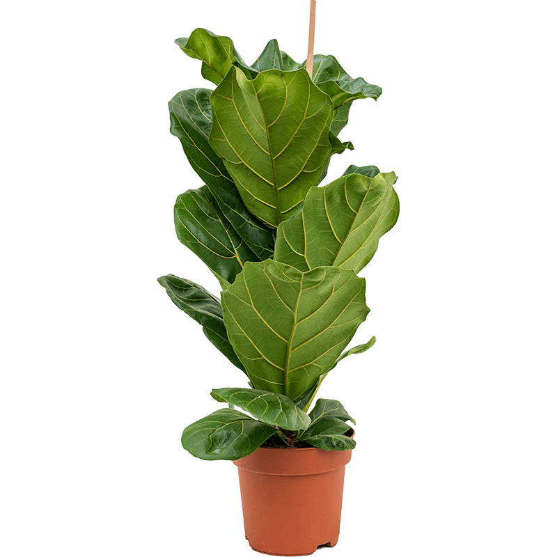 Ficus lyrata, tabaksplant voor kantoor