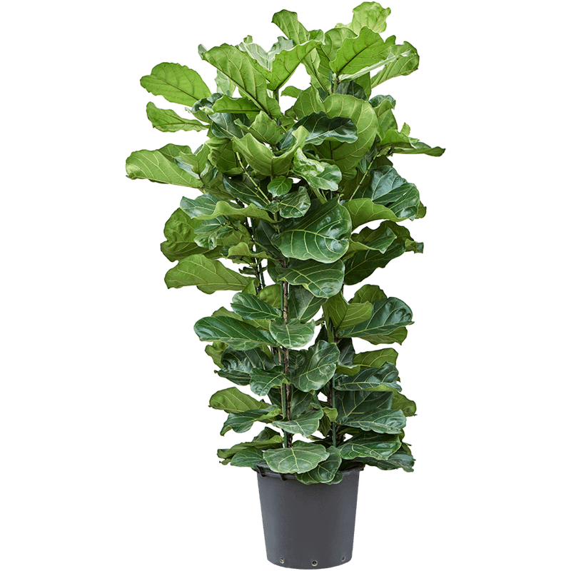 Ficus lyrata