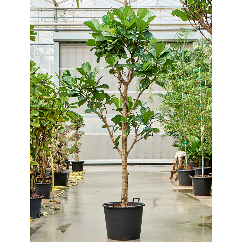 Ficus lyrata