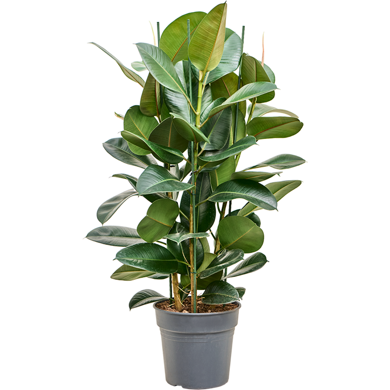 Ficus elastica robusta. Mooie kantoorplant