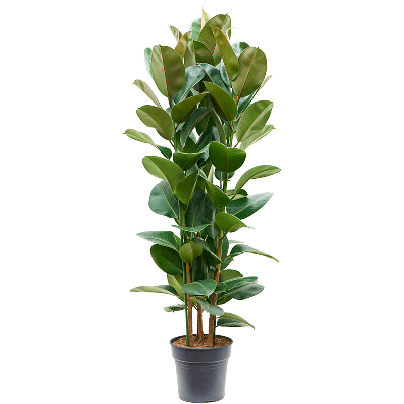 Ficus elastica 'Robusta'