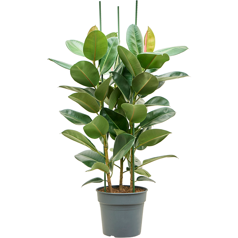 Ficus elastica 'Robusta'