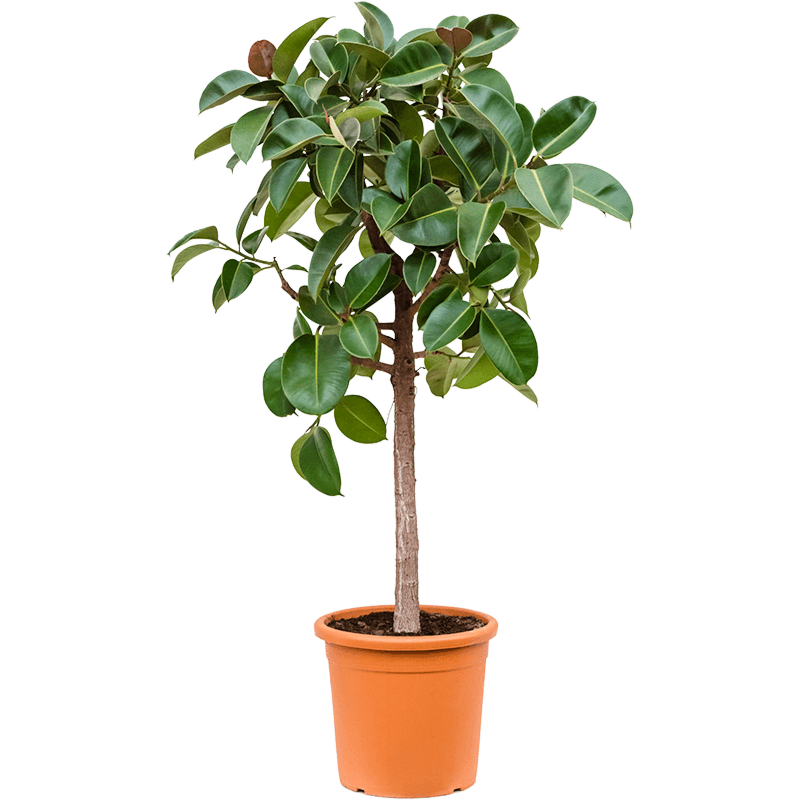 Ficus elastica 'Robusta'