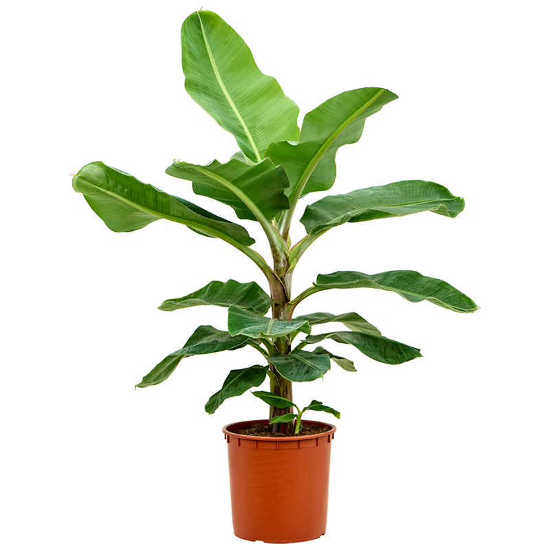 Musa dwarf cavendish