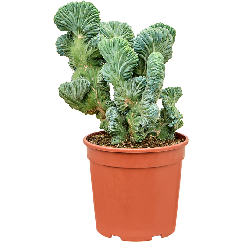 Myrtillocactus geometrizans 'Cristata Strictus'