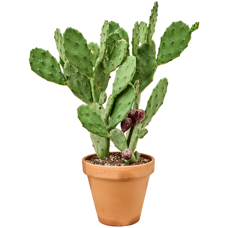 Opuntia vulgaris kantoorcactus