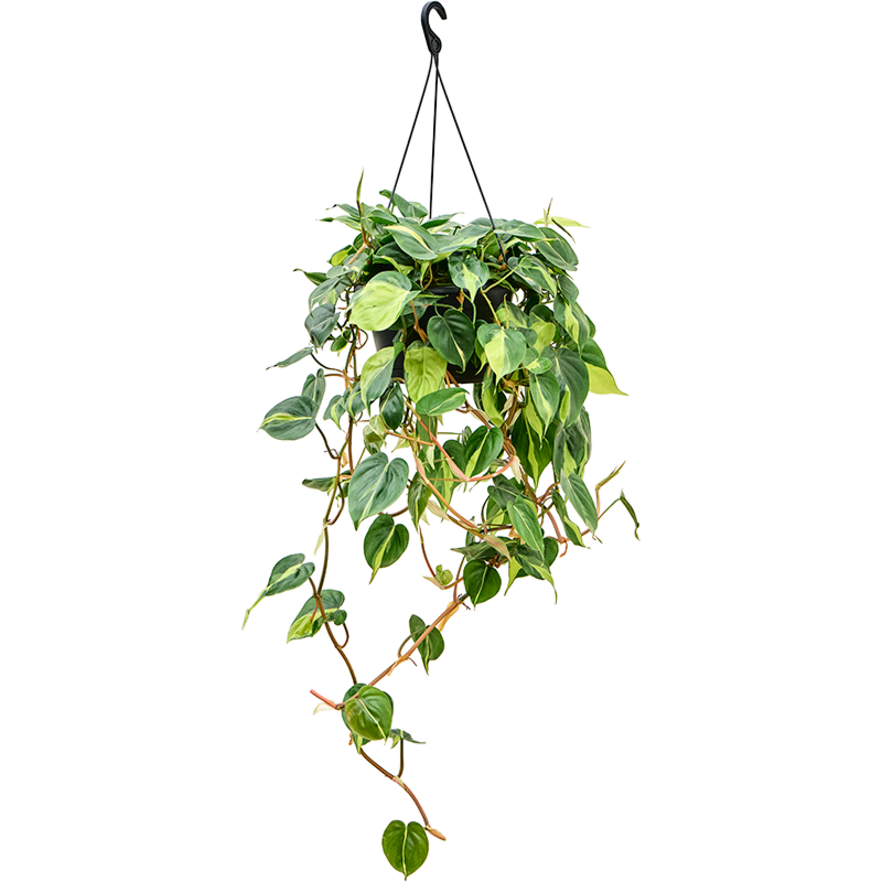 Philodendron scandens 'Brasil'