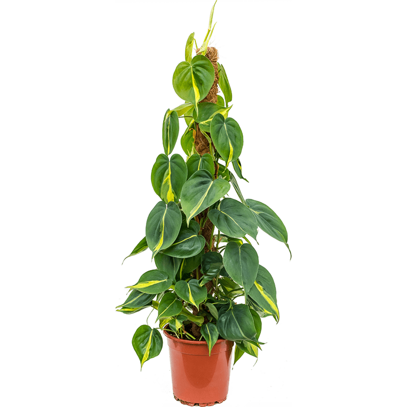 Philodendron scandens 'Brasil'