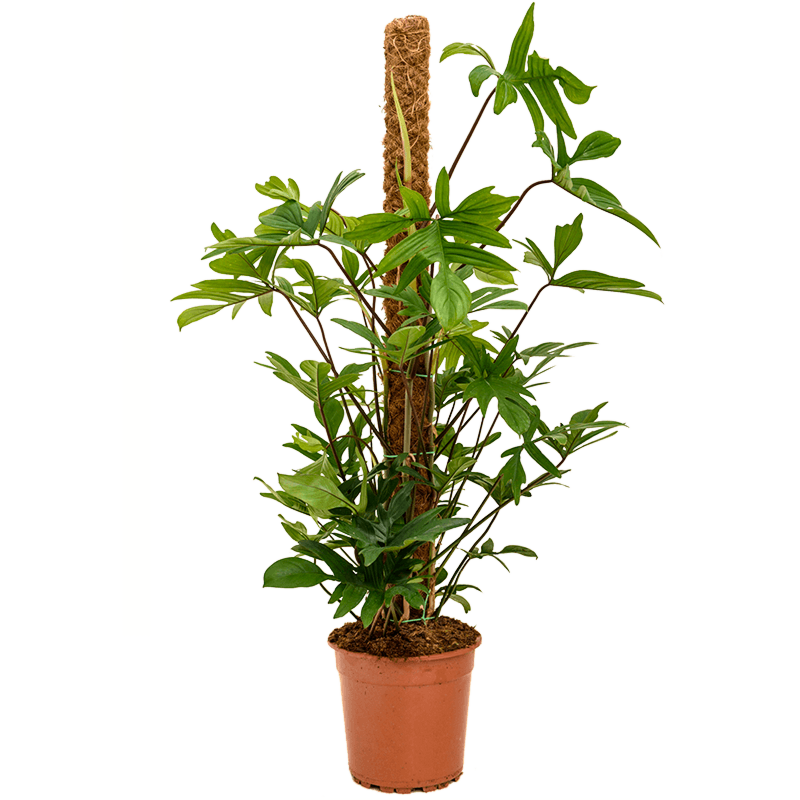 Philodendron pedatum