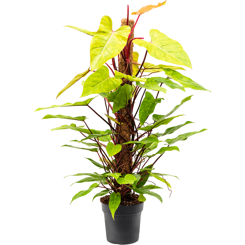 Philodendron 'Painted Lady'