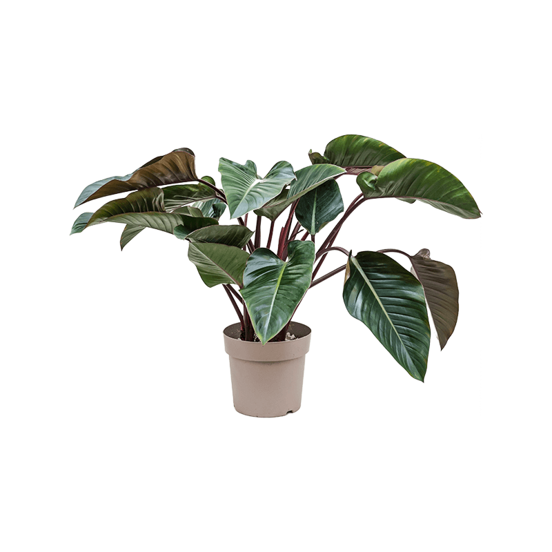 philodendron paars blad