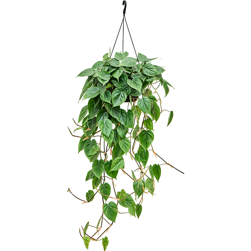 Philodendron scandens hangplant voor kantoor