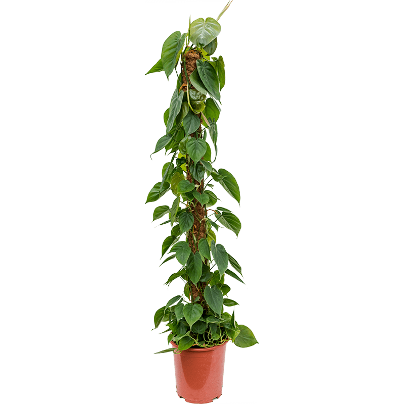 Philodendron scandens