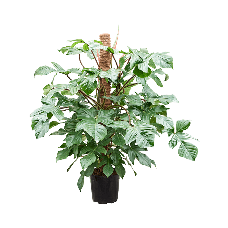 Philodendron squamiferum