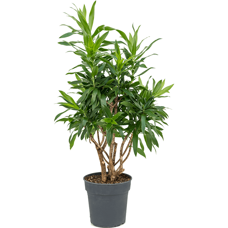 Dracaena reflexa