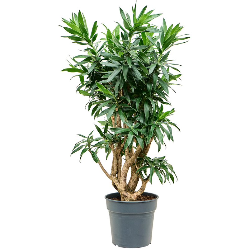 Dracaena reflexa