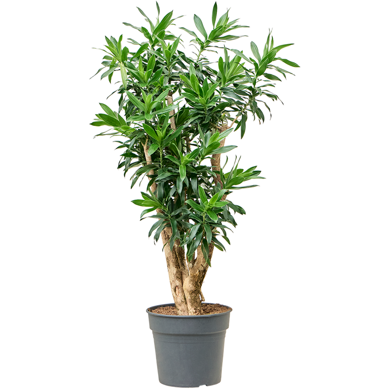 Dracaena reflexa