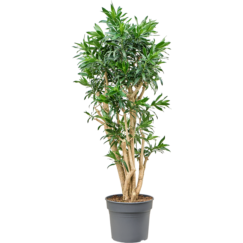 Dracaeana reflexa robuuste kantoorplant