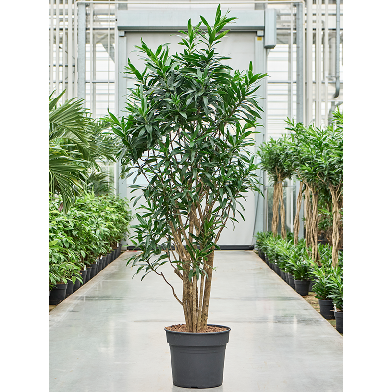 Dracaena reflexa