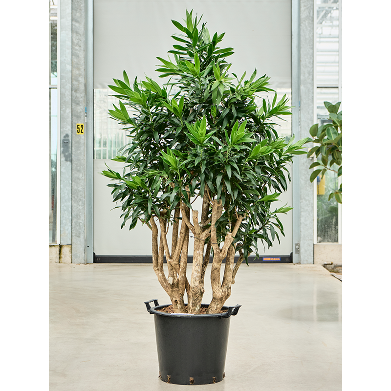 Dracaena reflexa