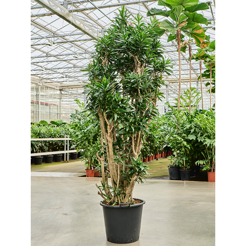 Dracaena reflexa