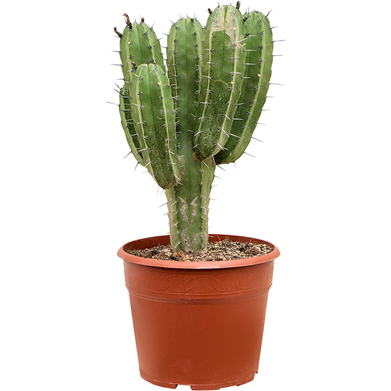 Polaskia chichipe