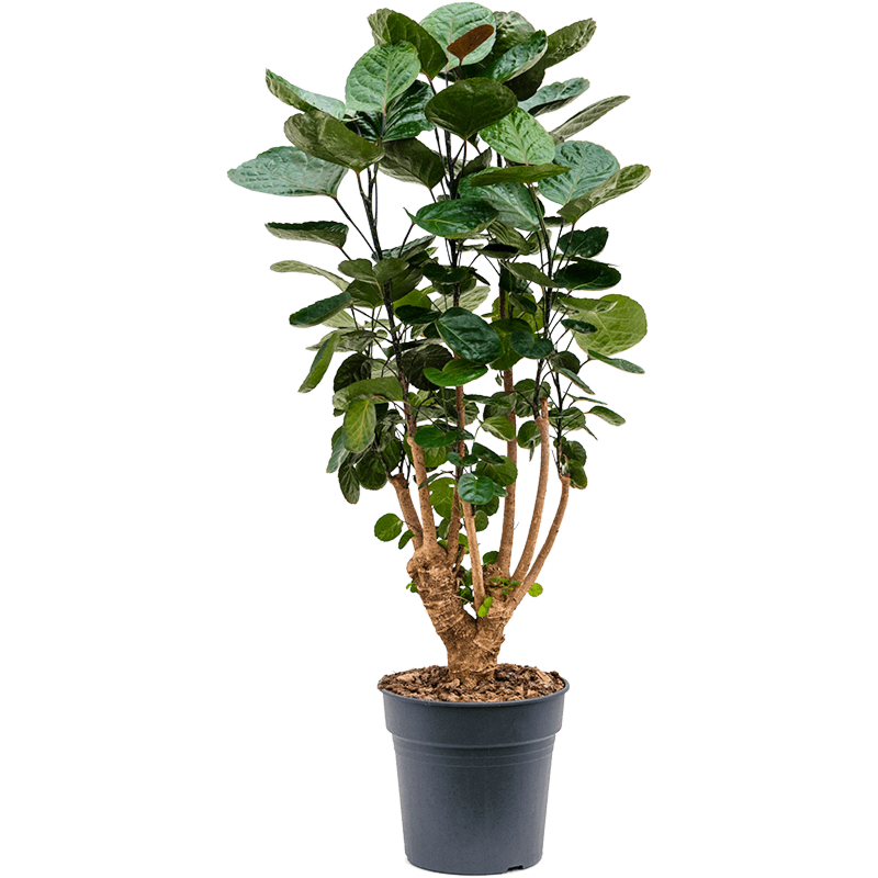 Aralia (Polyscias) 'Fabian'