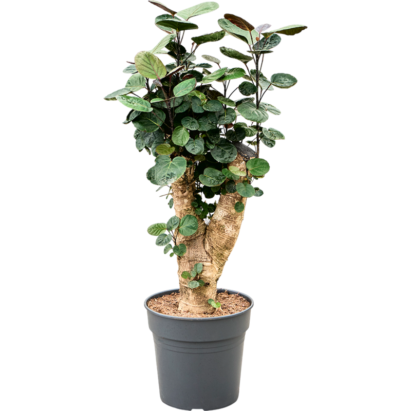 Polyscias (Aralia) Fabian