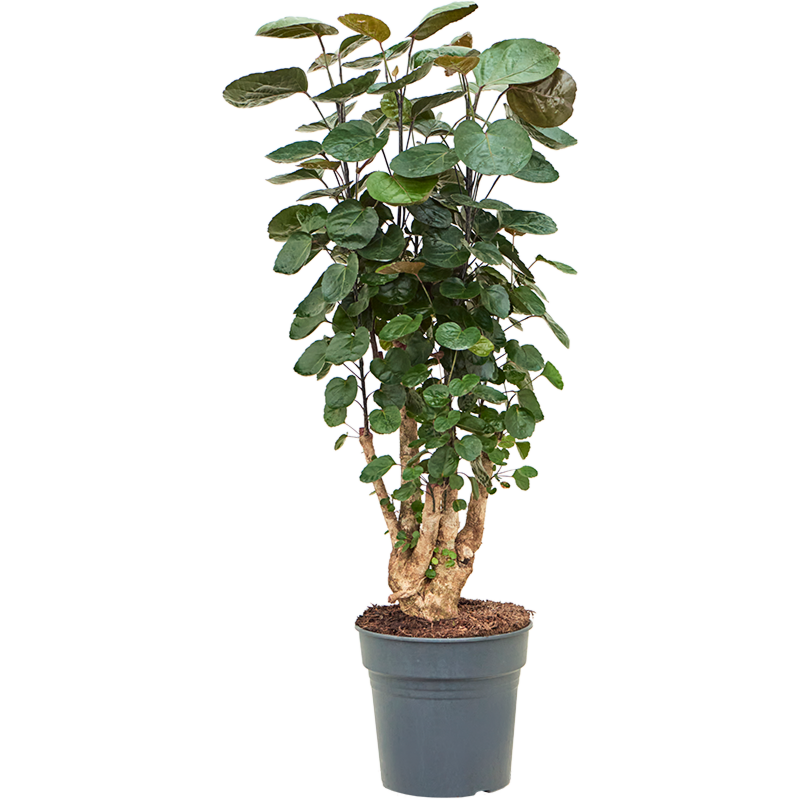 Aralia (Polyscias) 'Fabian'