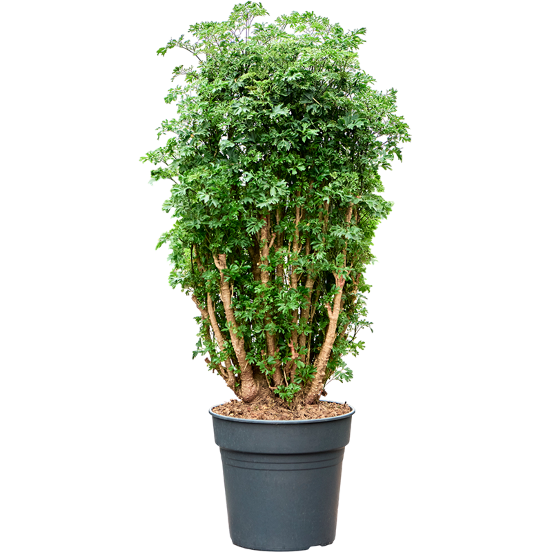 Aralia (Polyscias) 'Roble'