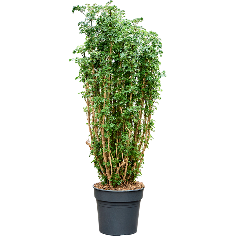 Aralia (Polyscias) 'Roble'