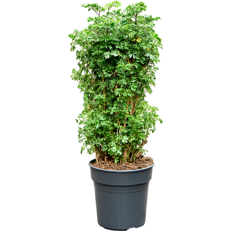 Aralia (Polyscias) 'Roble'