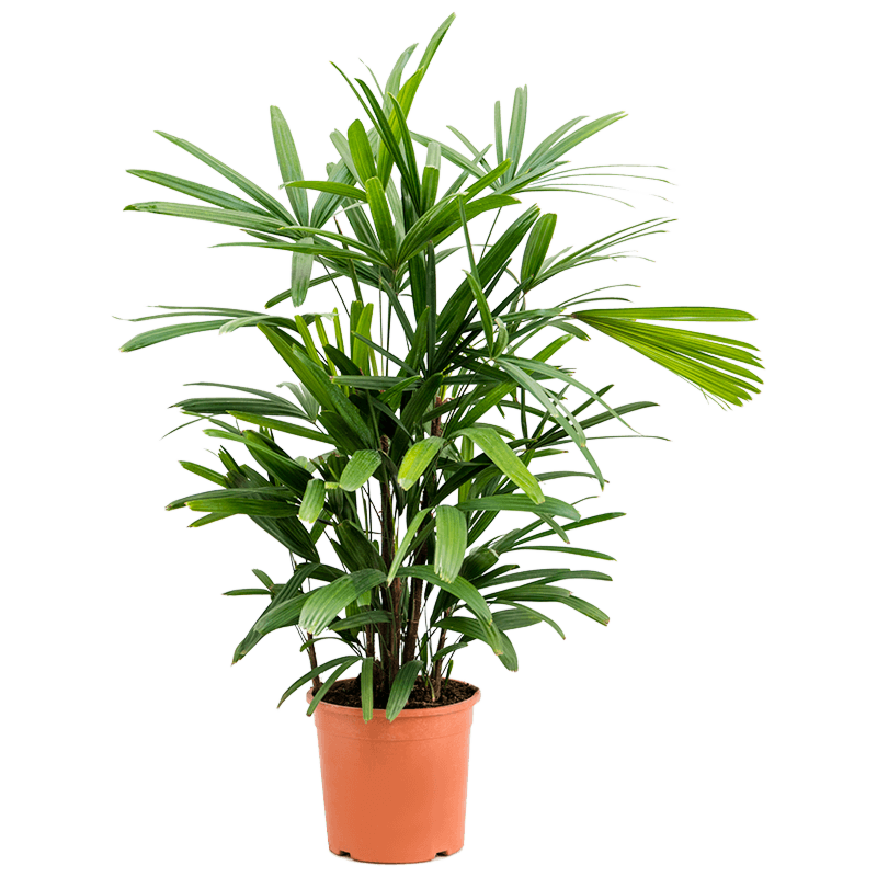 Rhapis excelsa, kantoorplanten top 10