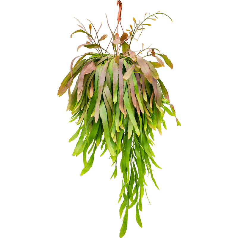Rhipsalis ramulosa Red Coral hangplant voor de werkruimte