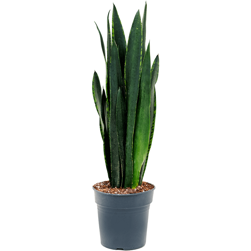 Sansevieria trifasciata 'Black Tiger'