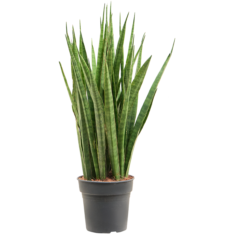 Sansevieria kirkii