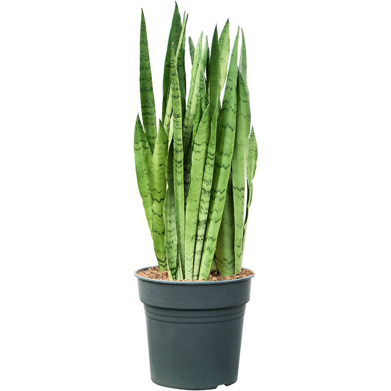 Sansevieria trifasciata 'Silver Mist'