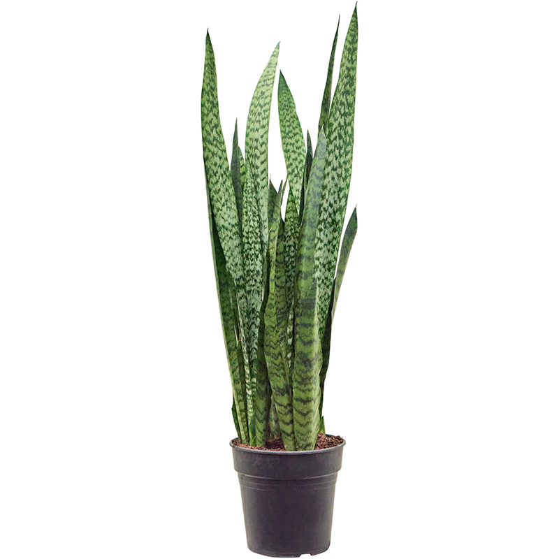Sansevieria zeylanica