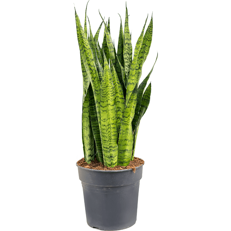 Sansevieria zeylanica