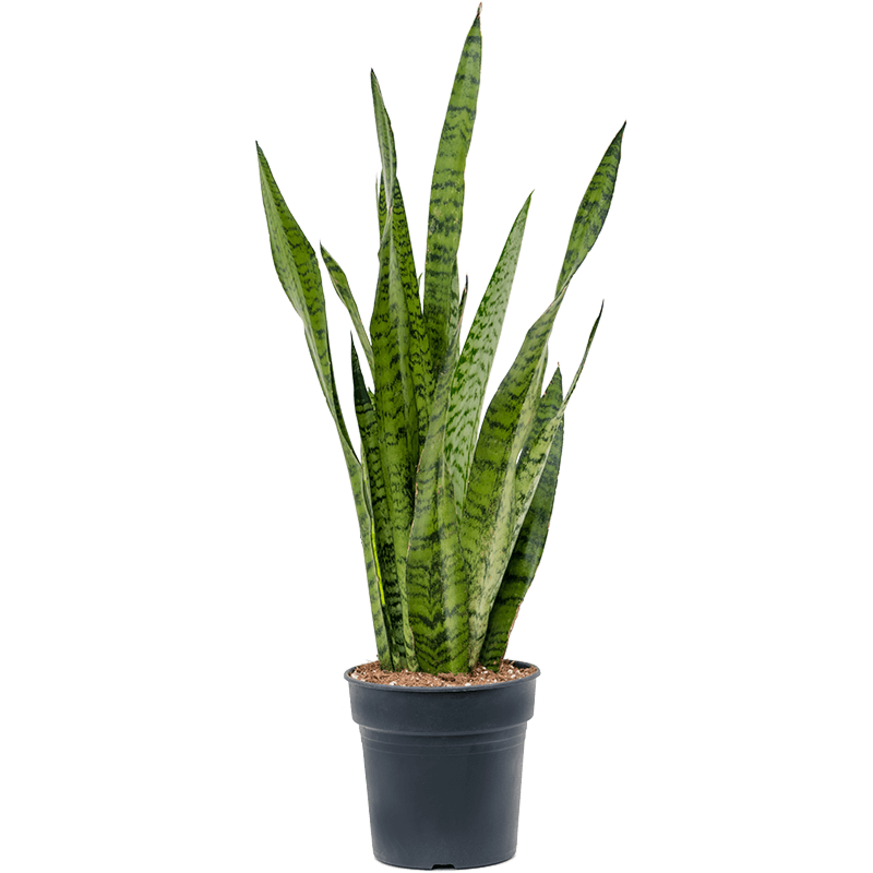 Sansevieria zeylanica