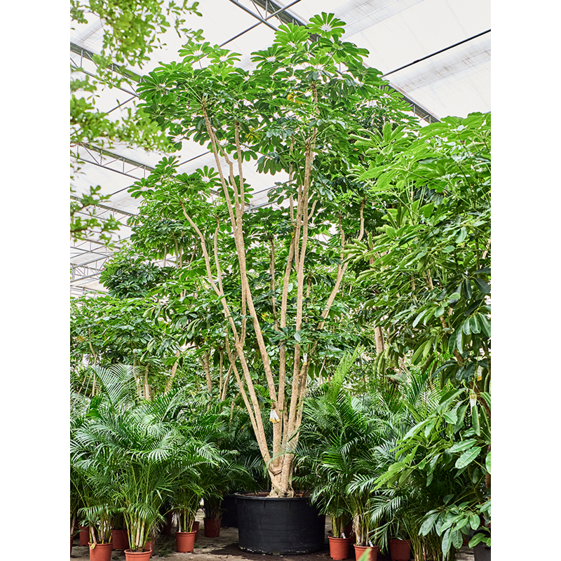 Schefflera Amate