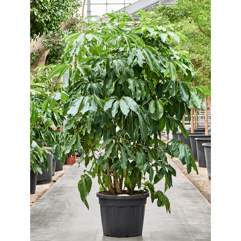 Schefflera amate, flinke kantoorplant