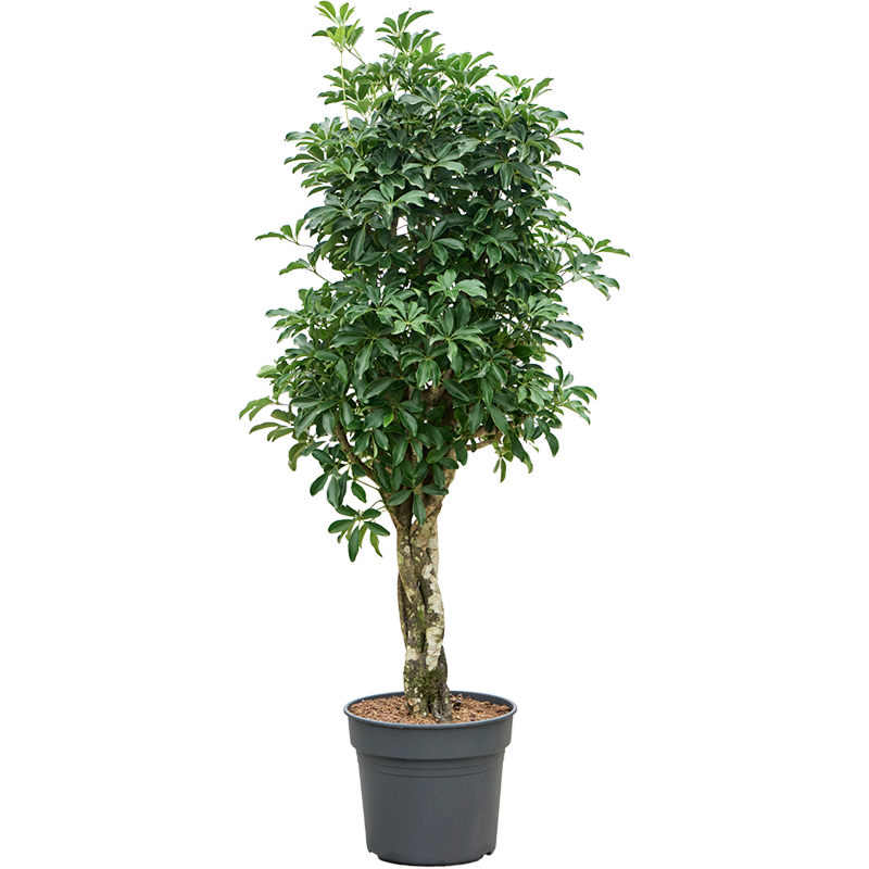 Schefflera arboricola Compacta boom voor kantoor