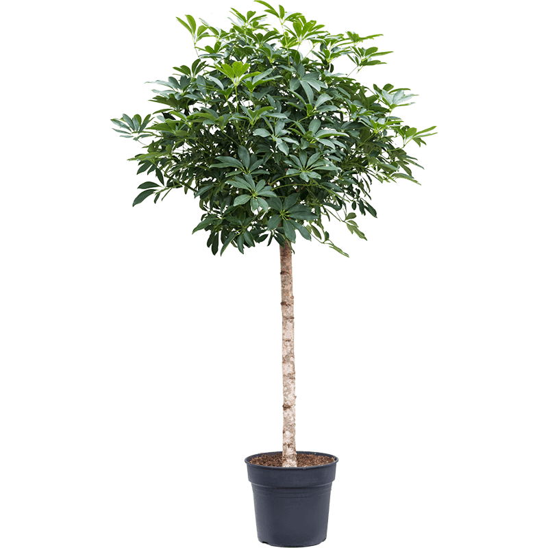 Schefflera arboricola 'Compacta'
