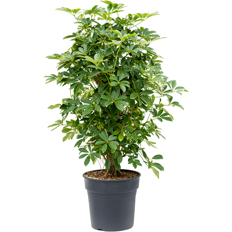 Schefflera arboricola 'Compacta'