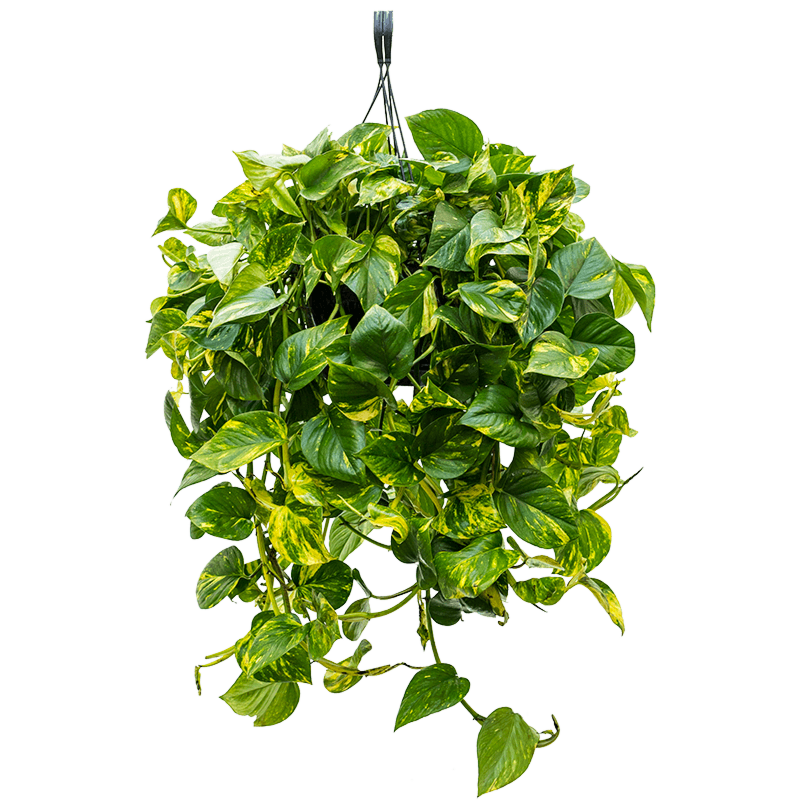 Scindapsus epipremnum aureum, hangplant voor kantoor