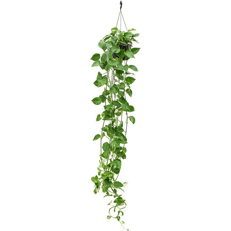 Scindapsus (Epipremnum) 'Aureum'