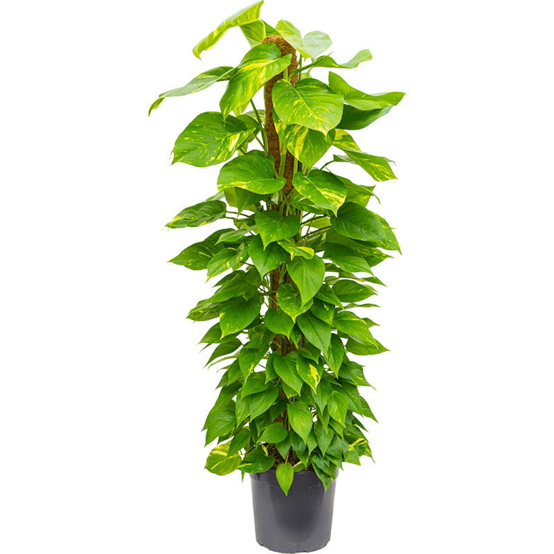 Scindapsus epipremnum aureum op mosstok