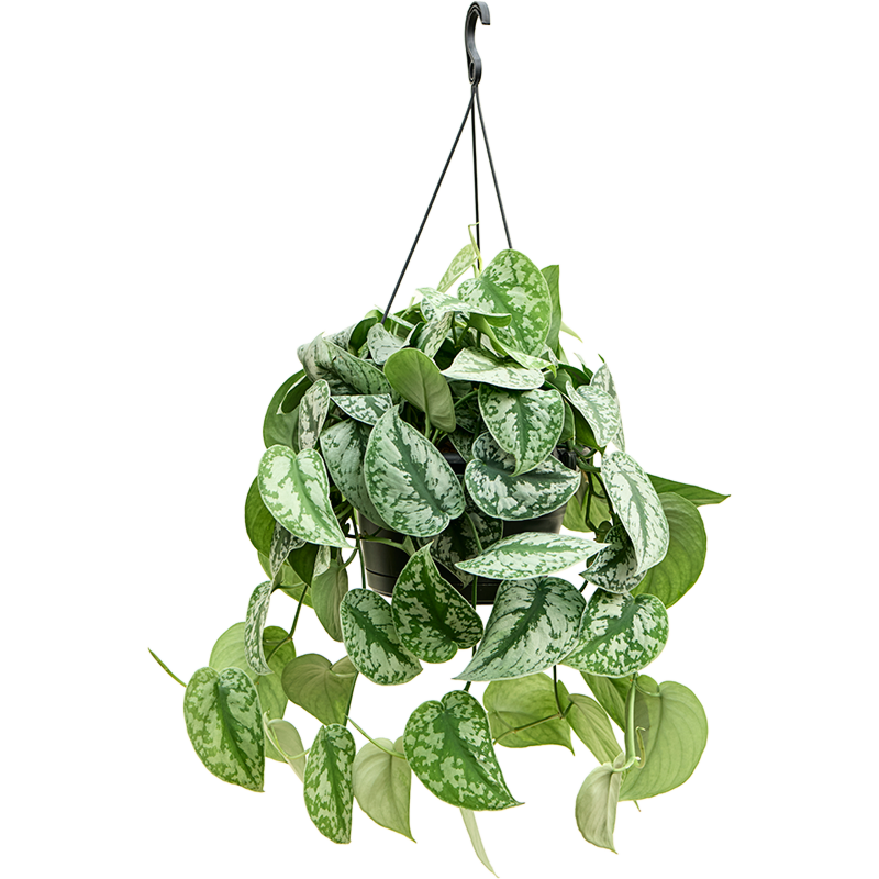 Scindapsus pictus, hangplant voor kantoor