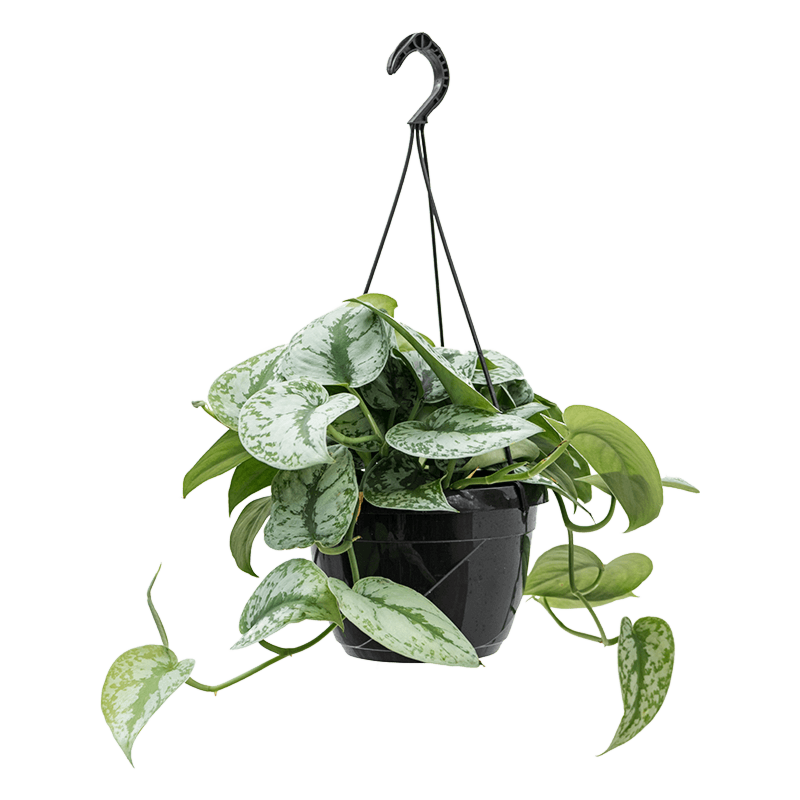 Scindapsus pictus, hangplant voor kantoor
